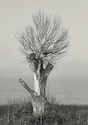 naked tree I