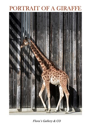 portrait of a giraffe    poster