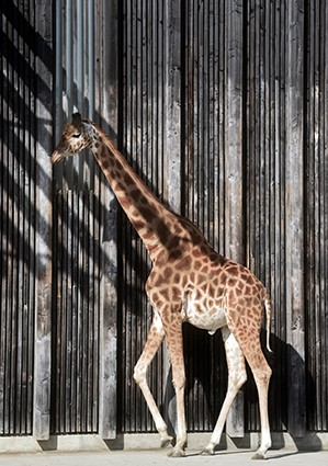 portrait of a giraffe