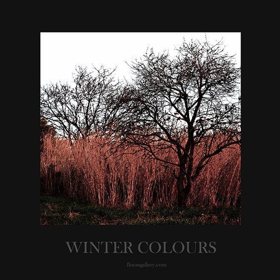 winter colours II    poster